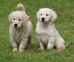 Golden retriever pups, Dieren en Toebehoren, CDV (hondenziekte), Meerdere, Golden retriever, Teef
