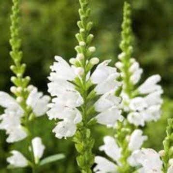 Physostegia Virg Alba beschikbaar voor biedingen