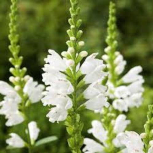 Physostegia Virg Alba, Tuin en Terras, Planten | Tuinplanten, Halfschaduw, Ophalen