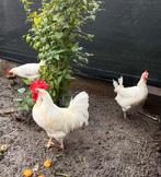Trio Witte leghorn, Dieren en Toebehoren
