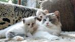 Ragdoll kitten , seal Bi color kater met saffierblauwe ogen, Dieren en Toebehoren, Katten en Kittens | Raskatten | Langhaar, Kater