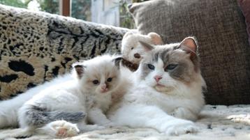 Ragdoll kitten , seal Bi color kater met saffierblauwe ogen beschikbaar voor biedingen