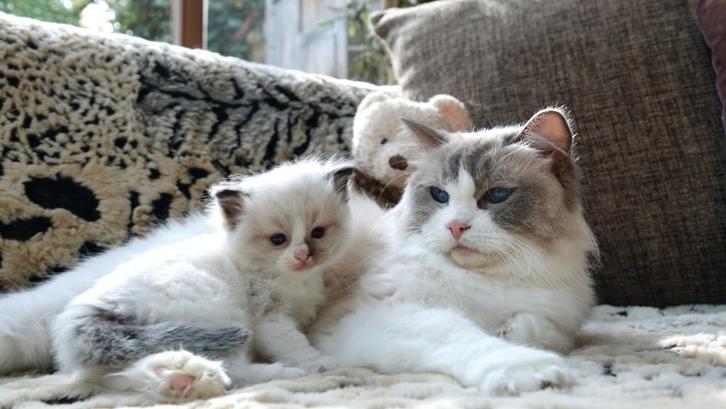 Ragdoll kitten , seal Bi color kater met saffierblauwe ogen, Dieren en Toebehoren, Katten en Kittens | Raskatten | Langhaar, Kater
