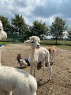 merrie alpaca, Dieren en Toebehoren, Vrouwelijk