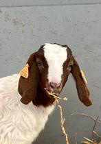 Boergeit boerbok geiten, Dieren en Toebehoren, Schapen, Geiten en Varkens