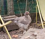 Poulette cochin géante grise, Ophalen