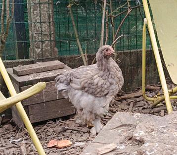 Poulette cochin géante grise  beschikbaar voor biedingen