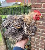 Coq Pékin frisé coucou, Dieren en Toebehoren, Pluimvee