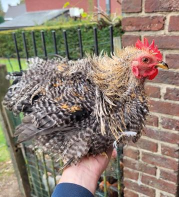 Coq Pékin frisé coucou  beschikbaar voor biedingen