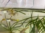 Kleine guppy visjes, Dieren en Toebehoren, Vissen | Aquariumvissen, Vis, Zoetwatervis