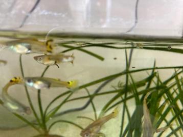 Kleine guppy visjes beschikbaar voor biedingen