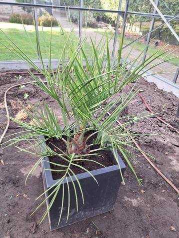 Kleine Butia capitata palmbomen (foto 2-3). beschikbaar voor biedingen