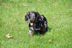 Langharige Teckel pups te koop (blue merle), Dieren en Toebehoren, Standaard, 15 weken tot 1 jaar, Buitenland, Langhaar