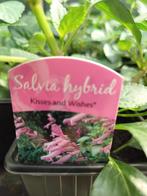 Salvia Hybrid ‘Kisses And Wishes’, Tuin en Terras, Planten | Tuinplanten, Zomer, Vaste plant, Bodembedekkers, Ophalen