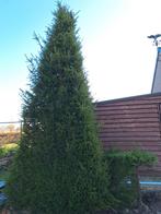 Taxus plant 5m hoog, Tuin en Terras, Ophalen