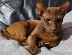 Oosters Korthaar Cinnamon kater met Stamboom, Dieren en Toebehoren, Katten en Kittens | Raskatten | Korthaar, Kater, Gechipt, 3 tot 5 jaar