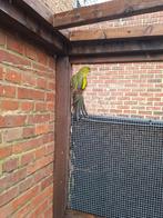 Koppel bergparkieten, Plusieurs animaux, Perruche, Bagué