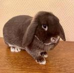 Lapisn bélier nains, Plusieurs animaux, Nain, Oreilles tombantes