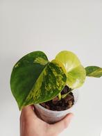 Monstera Yellow Marilyn, Autres espèces, En pot, Enlèvement ou Envoi, Moins de 100 cm