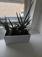 Diverse Sanseveria planten, Huis en Inrichting, Kamerplanten, Ophalen