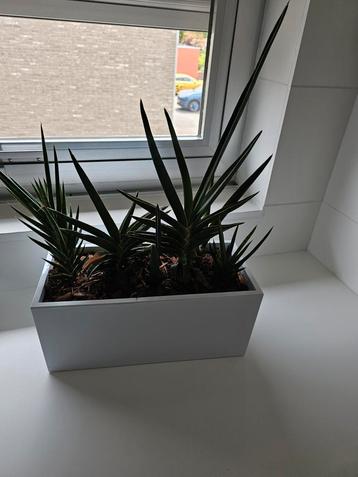 Diverse Sanseveria planten  beschikbaar voor biedingen