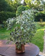 Gereserveerd - Treurvijg (Ficus benjamina) echte plant, Ophalen, Ficus, 100 tot 150 cm, Halfschaduw