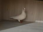 Jonge, Dieren en Toebehoren, Vogels | Duiven