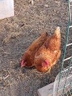 Broedeieren van legkippen. 0,50€/stuk., Dieren en Toebehoren, Pluimvee