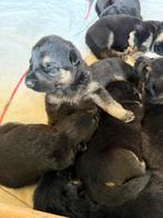 Duitse herder pups, Dieren en Toebehoren, Honden | Herdershonden en Veedrijvers, België, CDV (hondenziekte), 8 tot 15 weken, Meerdere