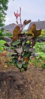 Canna musafolia rubrum ,40€ per bak met  minstens 10 scheute, Jardin & Terrasse, Plein soleil, Enlèvement, Autres espèces, Plante fixe