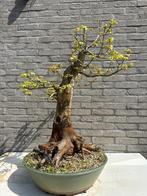 Bonsai Acer Campestre, Tuin en Terras, In pot, Minder dan 100 cm, Lente, Overige soorten