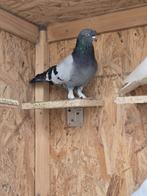 Turkse takla duif, Dieren en Toebehoren, Vogels | Duiven