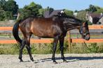 Spring paard te koop 6jarige merrie, Dieren en Toebehoren, Paarden, Merrie, Met stamboom, Springpaard, B