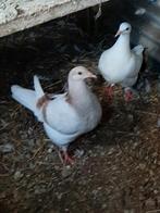 Texan duiven, Animaux & Accessoires, Oiseaux | Pigeons