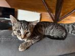 3kittens zoeken een huisje, Dieren en Toebehoren, Katten-accessoires, Ophalen, Nieuw