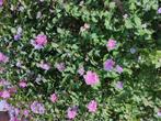 Zeer grote hibiscus met veel paarse bloemen, Ophalen
