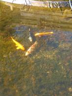 Koi, Dieren en Toebehoren, Vissen | Vijvervissen