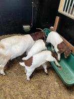 Boergeit, Animaux & Accessoires, Moutons, Chèvres & Cochons, Mâle, Chèvre, 0 à 2 ans