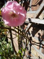 jeune rosier grimpant en pot+- 1m  5€, Jardin & Terrasse, Plantes | Jardin, Plein soleil, Été, Enlèvement, Plante fixe