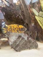 Aquarium vissen, Dieren en Toebehoren, Vissen | Aquariumvissen