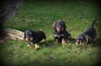 Ruwharige Teckel pups, Dieren en Toebehoren, Honden | Teckels en Dashonden, België, CDV (hondenziekte), 8 tot 15 weken, Dwerg