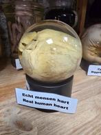 Menselijk hart op sterk water uit oude doktersverzameling, Verzamelen, Dierenverzamelingen, Ophalen