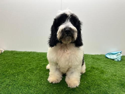 Cockapoo pup, Dieren en Toebehoren, Honden | Niet-rashonden, Meerdere dieren, Fokker | Professioneel, Meerdere, België, 8 tot 15 weken