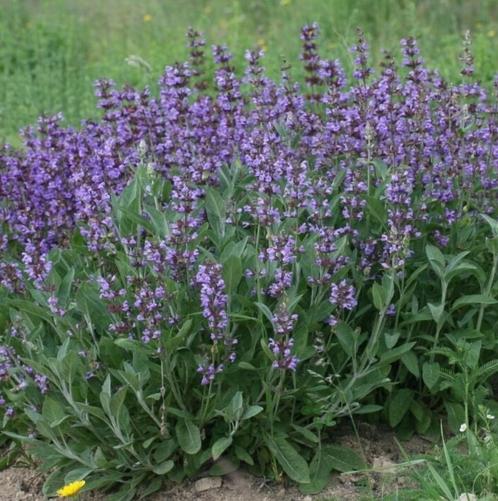 Salie planten, Jardin & Terrasse, Plantes | Jardin, Plante fixe, Herbes, Plein soleil, Été, Enlèvement