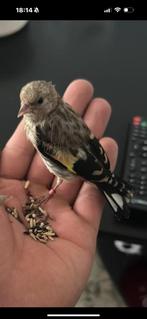 Distelvink (putter), Geslacht onbekend, Geringd