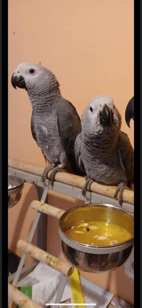 Gris Gabon 1350 et cacatoès rosalbin 900 euro eam 4 mois, Animaux & Accessoires, Oiseaux | Perruches & Perroquets