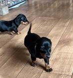 Lieve dwerg kaninchen teckel pups,in huis grootgebracht !!, Dieren en Toebehoren, België, Fokker | Hobbymatig, CDV (hondenziekte)