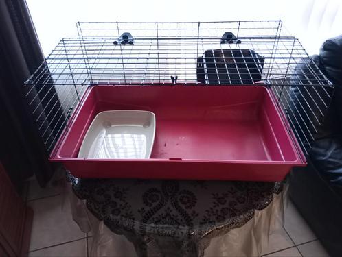 Cage rongeur, cobaye & lapin + accessoires ÉTAT NEUF, Animaux & Accessoires, Rongeurs & Lapins | Cages & Clapiers, Comme neuf