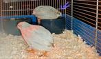 Mooi koppel Chinese dwergkwartels, Dieren en Toebehoren, Vogels | Overige Vogels