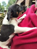 boerenfox pups, België, Fokker | Hobbymatig, Overige rassen, CDV (hondenziekte)